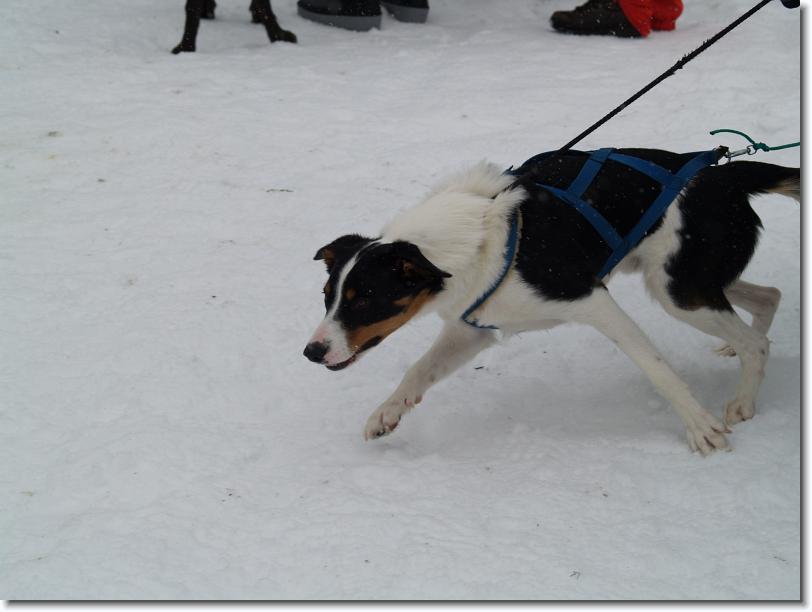 Nästa bild